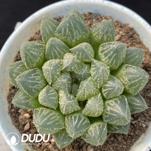 Haworthia Lou Lan - Image 1