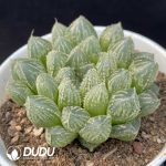 Haworthia Lou Lan - Image 2