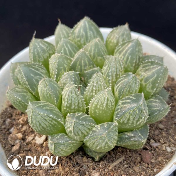 Haworthia Lou Lan - Image 2
