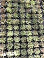 $0.25*105Pcs Echeveria Lingyin Seedlings(Mix & Match 5+)