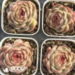 80Pcs Echeveria Golden Robe Jenny