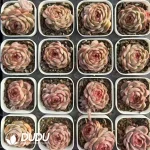 80Pcs Echeveria Golden Robe Jenny - Image 2
