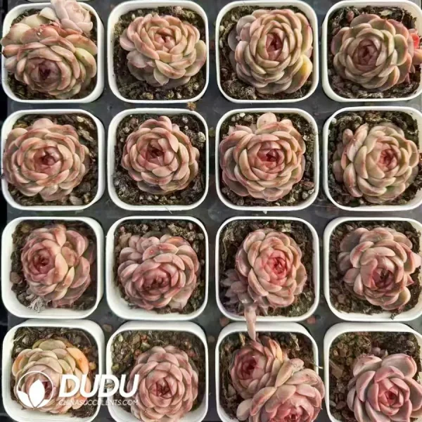 80Pcs Echeveria Golden Robe Jenny - Image 2