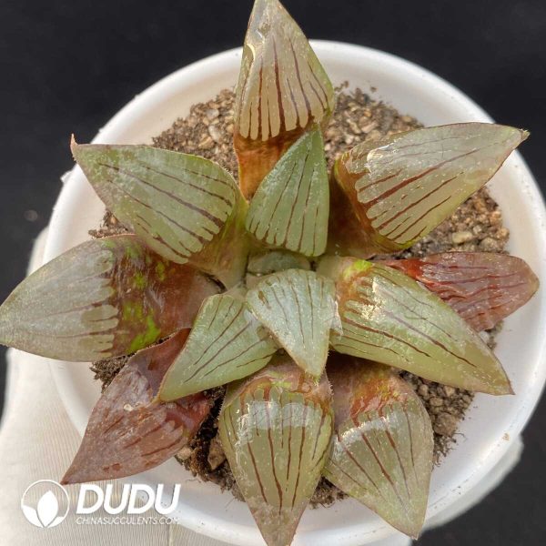 Haworthia Red Pattern Magnifica - Image 1