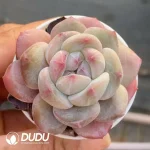 54Pcs Echeveria Red Stone