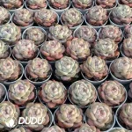 54Pcs Echeveria Red Stone - Image 2