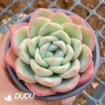 35Pcs Echeveria Sensation