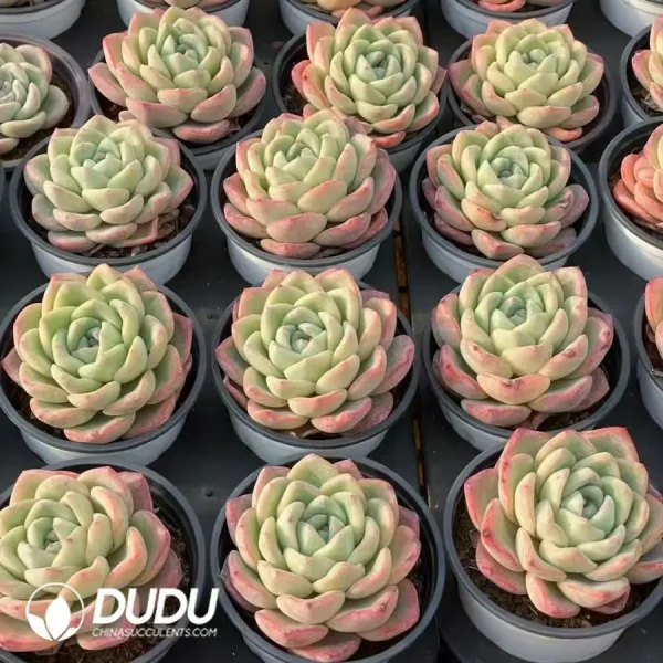 35Pcs Echeveria Sensation - Image 2