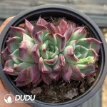35Pcs Echeveria Dark Night Clustering