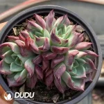 35Pcs Echeveria Dark Night Clustering - Image 2