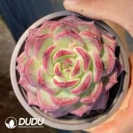 35Pcs Echeveria Black Samurai