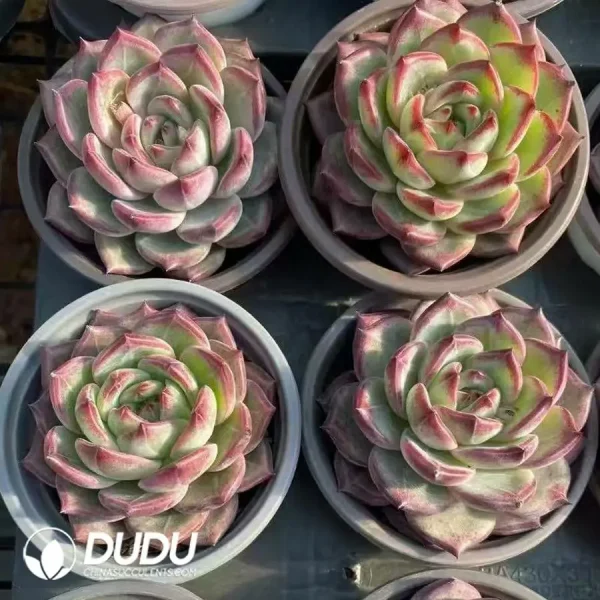 35Pcs Echeveria Black Samurai - Image 2