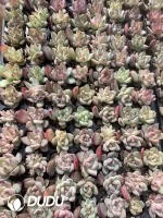 $0.43*105Pcs Echeveria Darth Vader Seedlings(Mix & Match 5+)