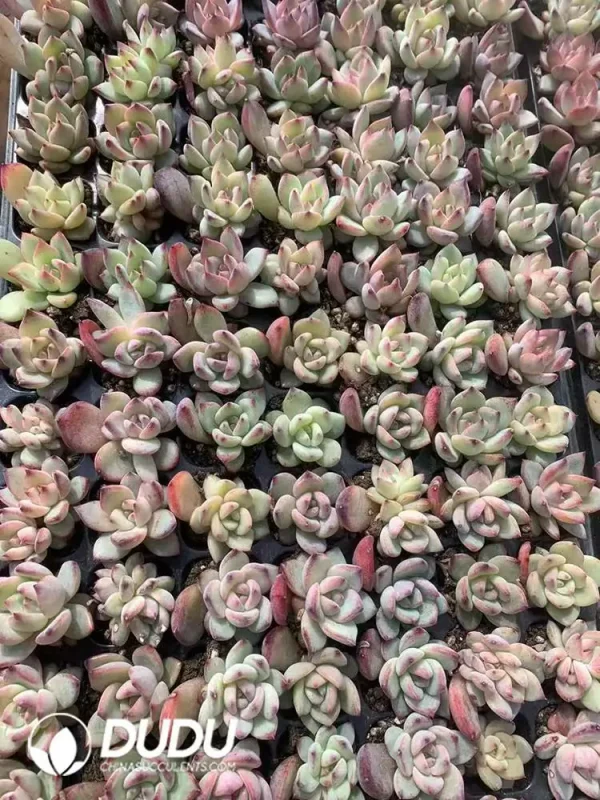 $0.43*105Pcs Echeveria Darth Vader Seedlings(Mix & Match 5+) - Image 1
