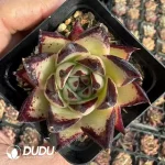 5.8/Pcs Echeveria Agavoides70Pcs