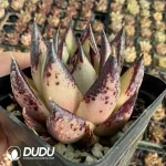 5.8/Pcs Echeveria Agavoides70Pcs - Image 2