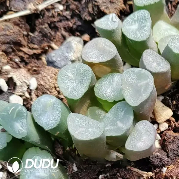 Haworthia Drizzle Maughanii - Image 1