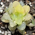 Haworthia Ground spring variegated