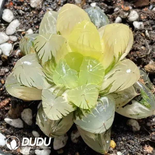 Haworthia Ground spring variegated - Image 1