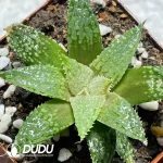 Haworthia Rough Thorn Morissat