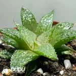 Haworthia Rough Thorn Morissat - Image 2