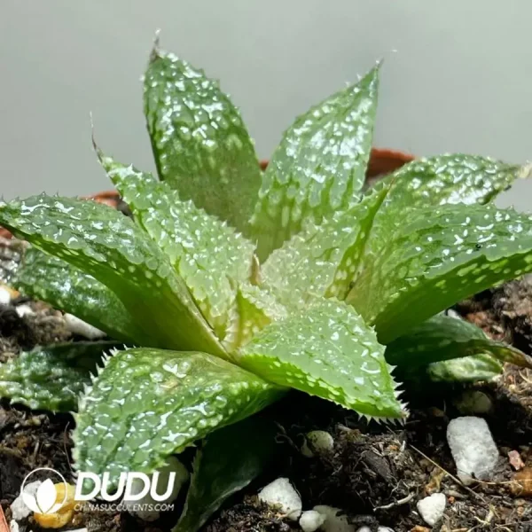 Haworthia Rough Thorn Morissat - Image 2