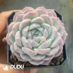 63Pcs Echeveria Ice Candy