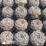 63Pcs Echeveria Ice Candy - Image 2