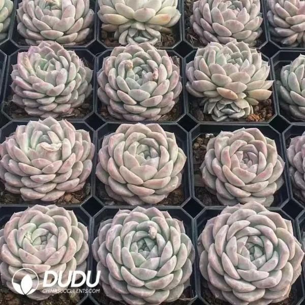 63Pcs Echeveria Ice Candy - Image 2