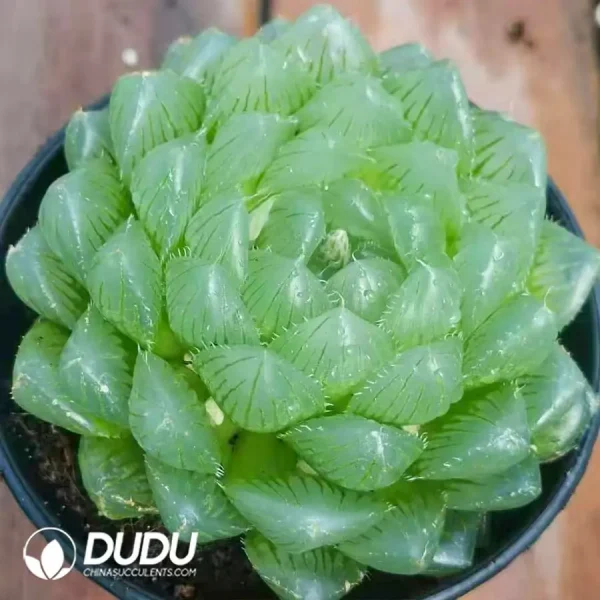 Haworthia Glacier / Cuiyun - Image 1