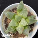 Haworthia Ice City