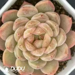 54Pcs Echeveria No. 088