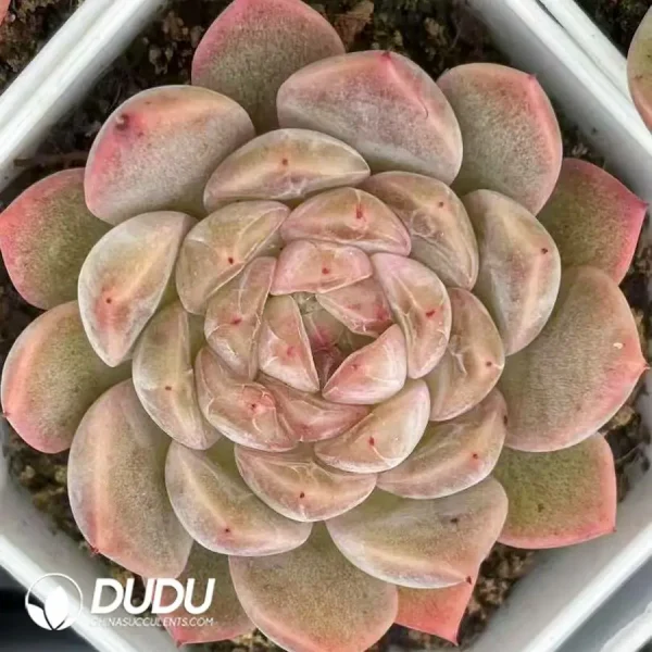 54Pcs Echeveria No. 088 - Image 2