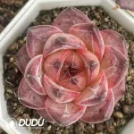 54Pcs Echeveria No. 086