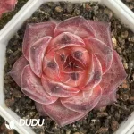 54Pcs Echeveria No. 086 - Image 2
