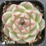 54Pcs Echeveria No. 058