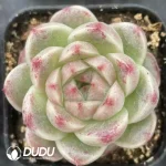 54Pcs Echeveria No. 058 - Image 2