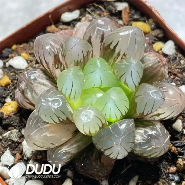1756121630-e201-929.webp Haworthia OB1 - Image 1