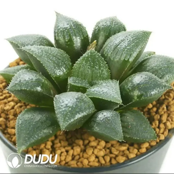 1756121637-e201-933.webp Haworthia KA-1 Shou - Image 1