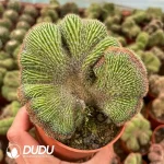 Neobuxbaumia polylopha(Dc.) Backeb.1938