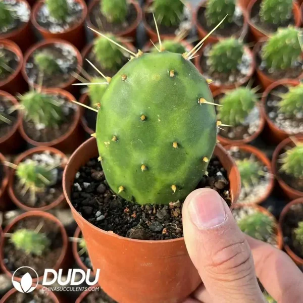 Cactus-Echinocactus Silver Fan Ticket - Image 1