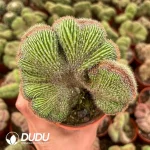 Neobuxbaumia polylopha(Dc.) Backeb.1938 - Image 2