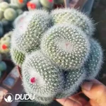 Parodia Snow White Clustering