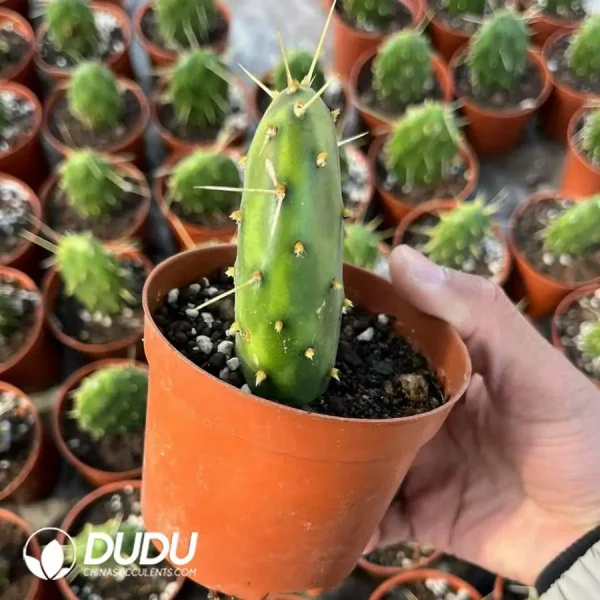 Cactus-Echinocactus Silver Fan Ticket - Image 2