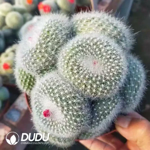 Parodia Snow White Clustering - Image 1