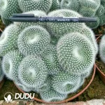 Parodia Snow White Clustering - Image 2