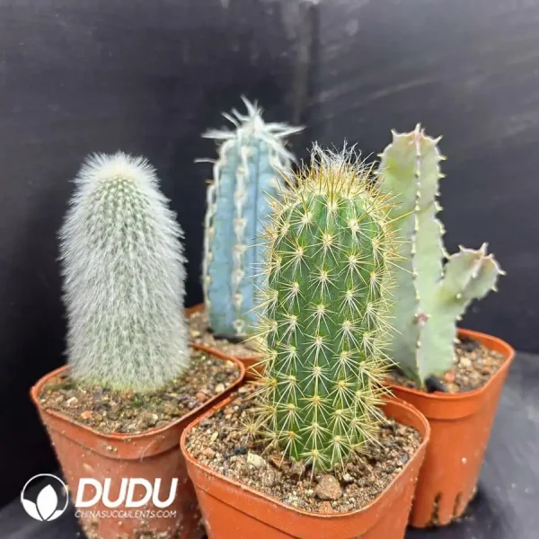 Cactus Pillar combination 1 - Image 1