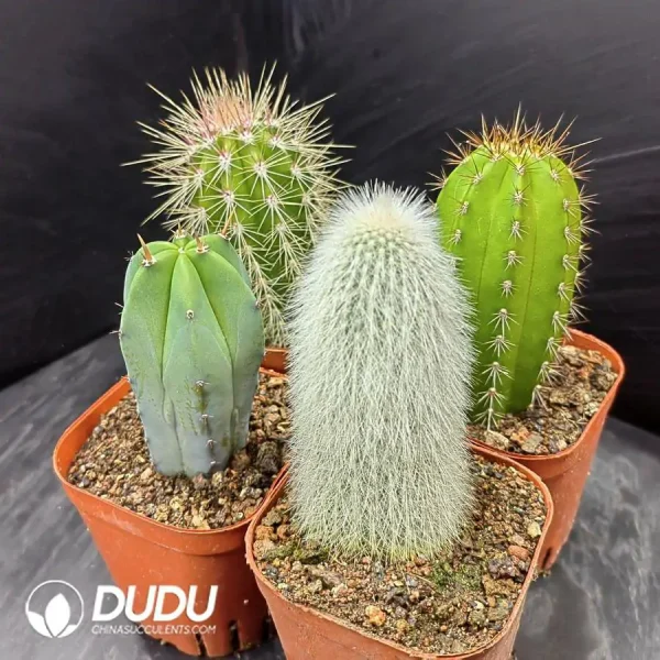 Cactus Pillar combination 2 - Image 1