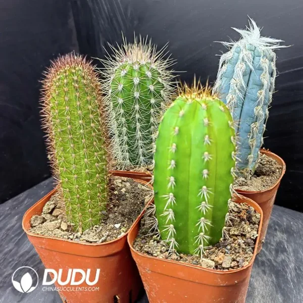 Cactus Pillar combination 3 - Image 1