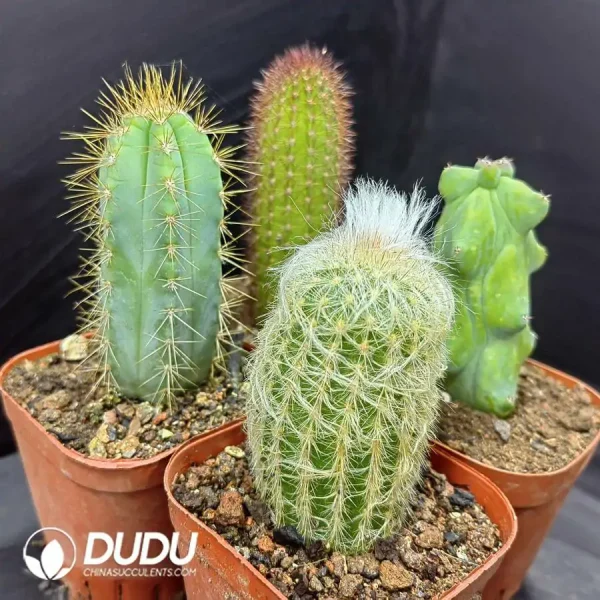 Cactus Pillar combination 4 - Image 1